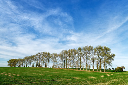 Baumreihe auf einem Feld unter weitem Himmel von Ralf Lehmann