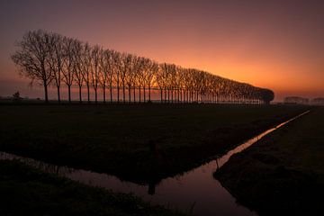 Magnifique coucher de soleil dans une rangée d'arbres sur Moetwil en van Dijk - Fotografie