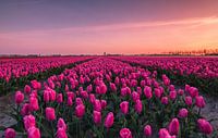Lever de soleil au champ de tulipes par Ilya Korzelius Aperçu