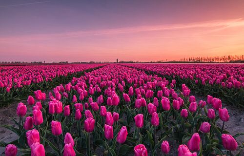 Zonsopkomst bij tulpenveld