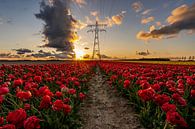 Rotes Tulpenfeld bei Sonnenuntergang von Dafne Vos Miniaturansicht