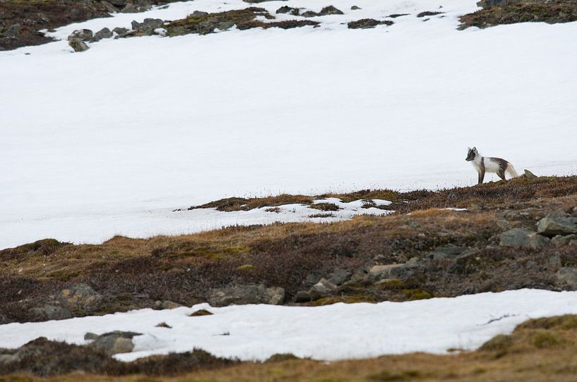 Arctic fox in the snow. by Muriel Polet
