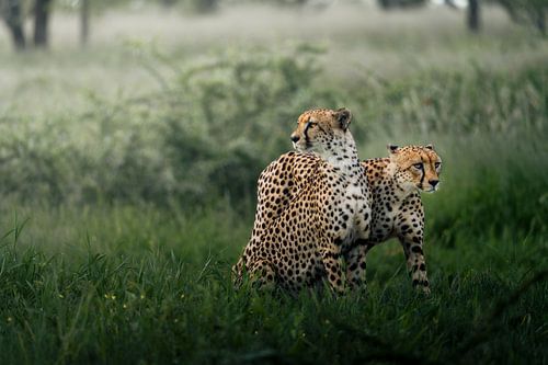 Guépards d'Etosha sur Joris Machholz