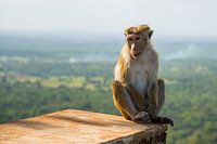 Affe in der Tempelanlage Sigiriya in Sri Lanka