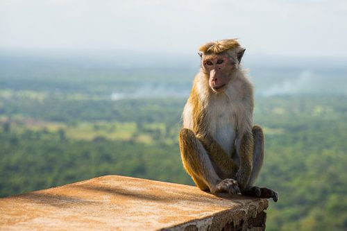 Aap bij tempelcomplex Sigiriya in Sri Lanka