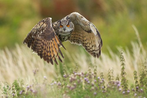 Oehoe in vlucht over hooiland