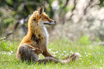 fox by bryan van willigen