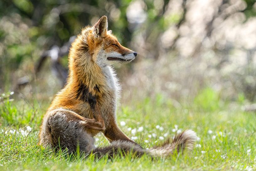 fox von bryan van willigen