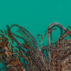 Seaweed, Santa Barbara, California, United States by Guido van Veen