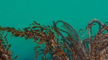 Algues, Santa Barbara, Californie, États-Unis sur Guido van Veen