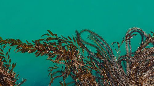 Zeewier, Santa Barbara, Californië, Verenigde Staten