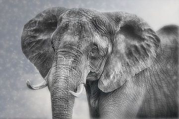 Stolze Elefanten-Kuh von Joachim G. Pinkawa