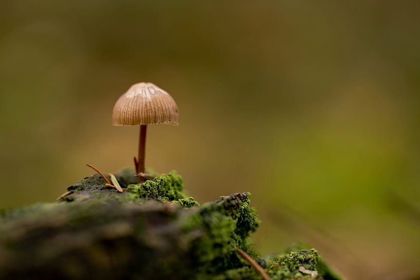 Mycena by Mel van Schayk