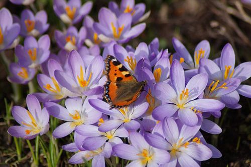 Vlinder Kleine frustratie over krokussen in de lente