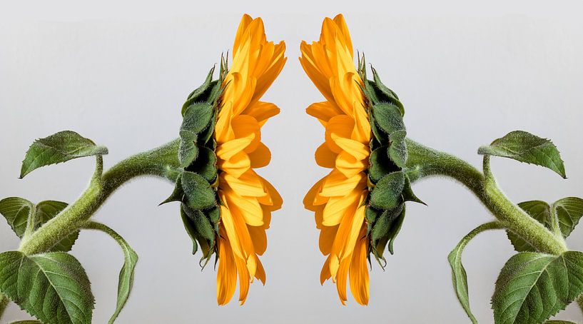 Zonnebloemen staredown. van jaapFoto