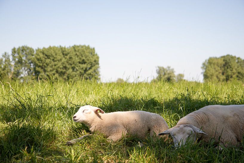 Spring rest by Joram Schilten