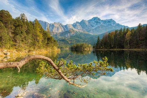 Pine at the Eibsee in Bavaria