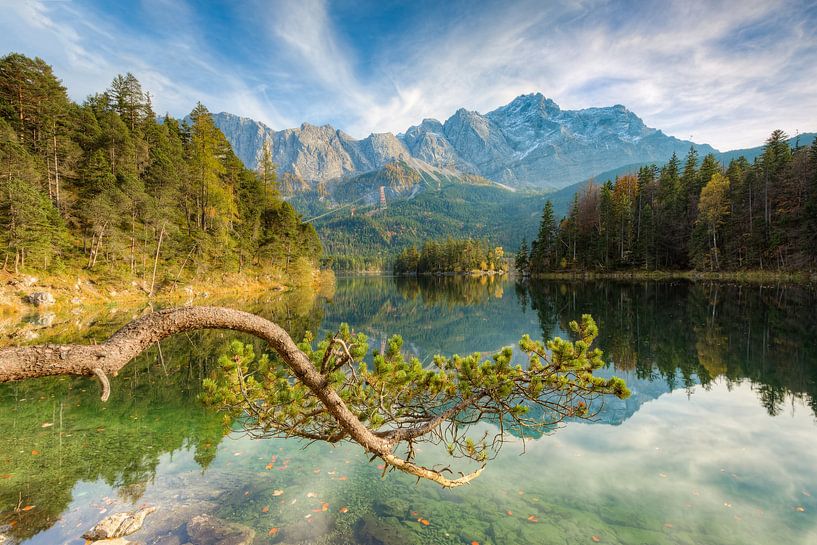 Kiefer am Eibsee von Michael Valjak