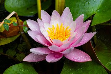 Water lily by Sylvio Dittrich