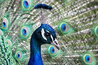 Peacock by Anja Wessels Fotografie thumbnail