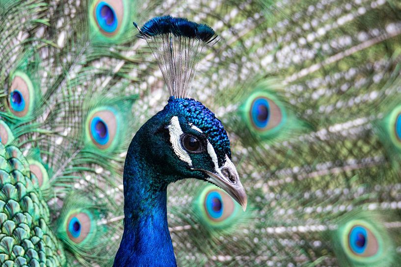 Peacock by Anja Wessels Fotografie