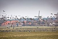 Flying barnacle geese on Terschelling