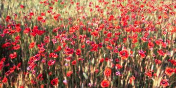 a summer full of poppies