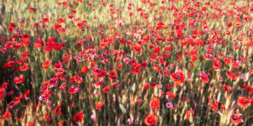 a summer full of poppies par Hannes Cmarits