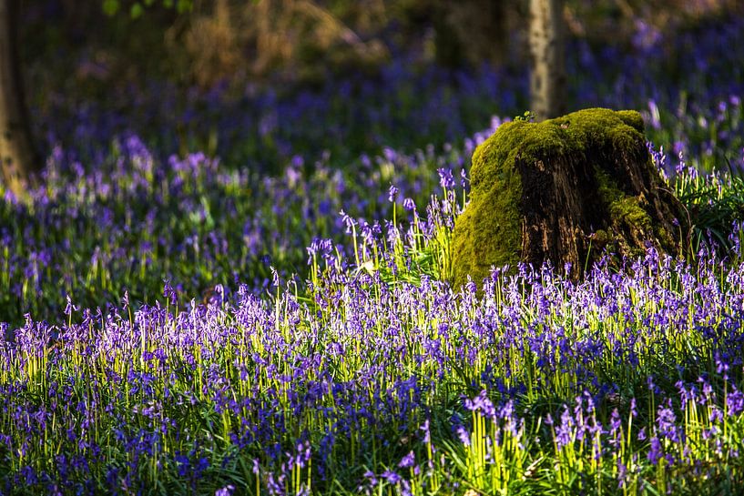 bluebells by Bart Liesenborgs