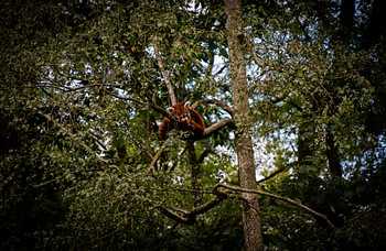 A Red Panda (Cat bear)