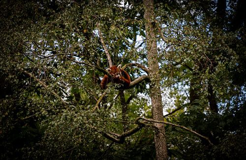 A Red Panda (Cat bear)