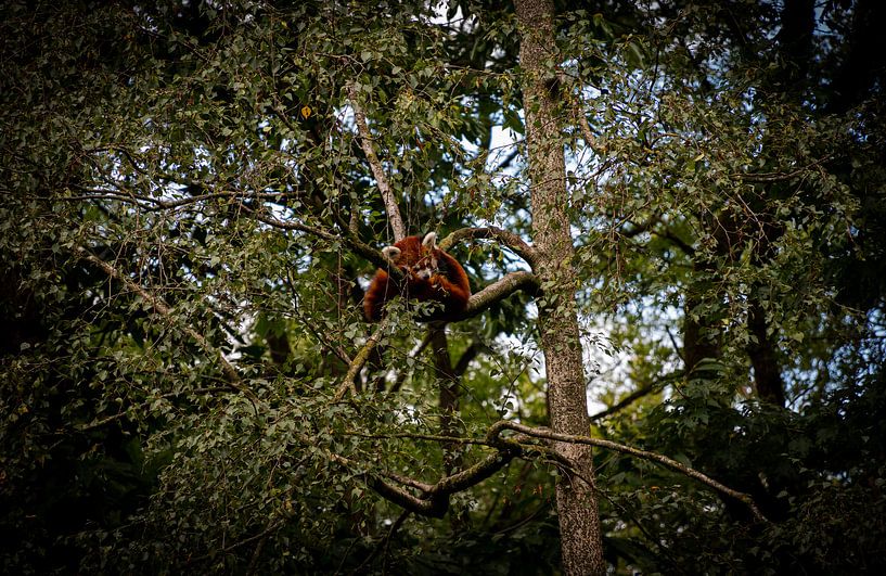 Un panda rouge (Ours chat) par Jesse Lamberink