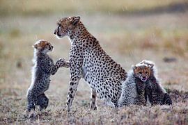 Hi Mum by Peter Michel