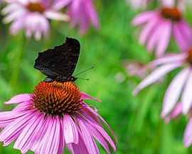 Peacock butterfly on a coneflower by ManfredFotos