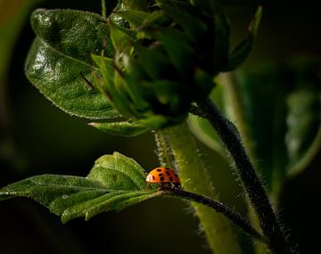 Kleines Glück von Ilona Water