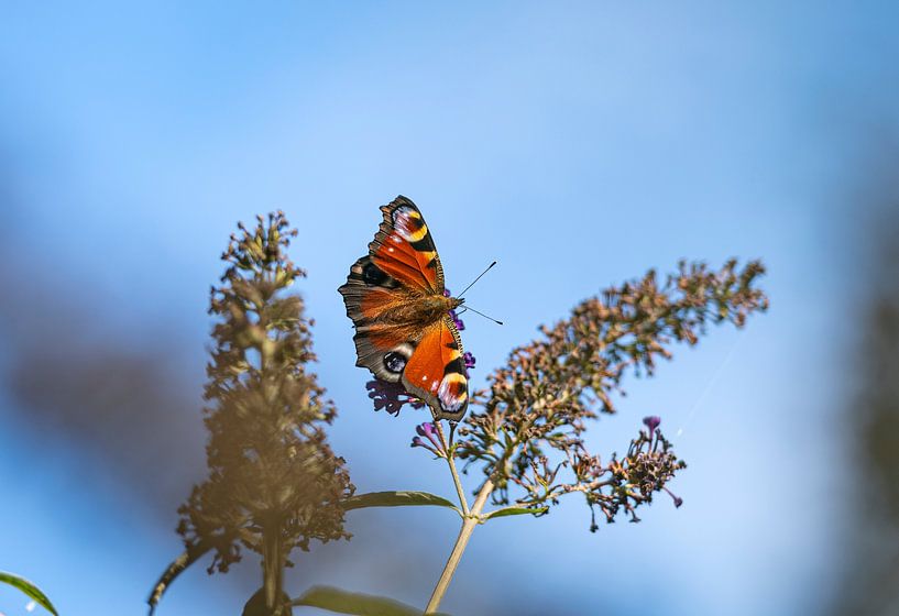 Day peacock by Richard Wareham
