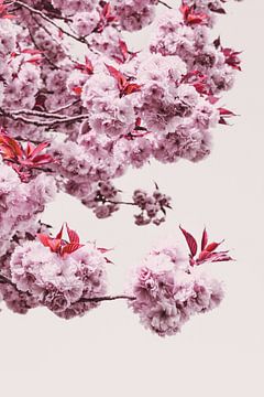 Pink Japanese cherry blossom flowers by Denise Tiggelman