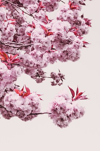 Roze Japanse sierkers bloesem bloemen