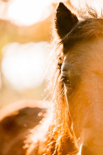 Paard in Zonlicht Gouden Gloed van Verbinding