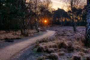 Folgen Sie der Sonne