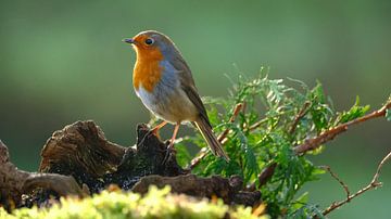 Robins von Sabrina de Vries