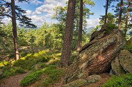 Mystical Vosges forest