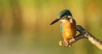 IJsvogel