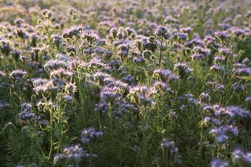 Viooltjes phacelia, phacelia, bijenvriend, tufted beauty van Karina Gebert