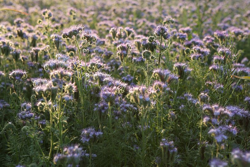 Viooltjes phacelia, phacelia, bijenvriend, tufted beauty van Karina Gebert