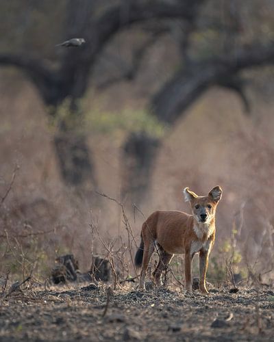 Ein asiatischer Wildhund auf der Hut von Anges van der Logt
