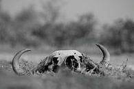 Schedel dode buffel in de natuur zwart wit van Bobsphotography thumbnail