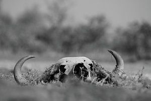 Schedel dode buffel in de natuur zwart wit van Bobsphotography