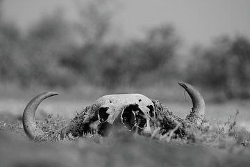 Skull dead buffalo in nature black and white by Bobsphotography
