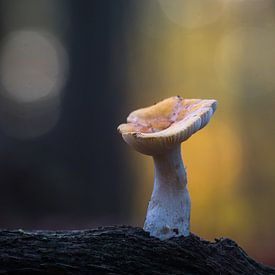 Silence in the Forest Light by Rick Goede